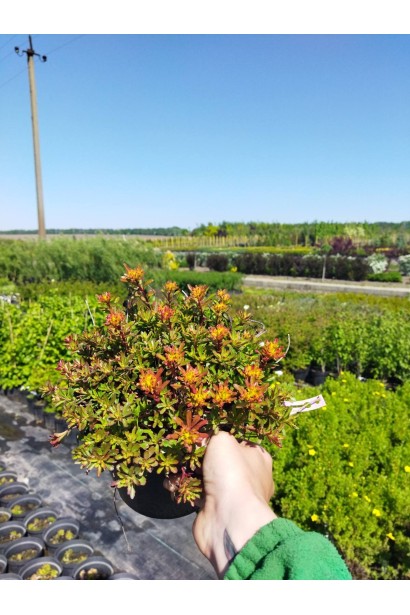 Очиток цветоносный Вейхенстефанер Голд - 3л/вис.5-10см/Ø30-35см